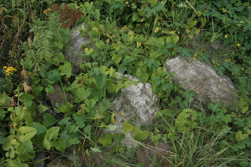 Aristolochia clematitis (door Willem Braam)