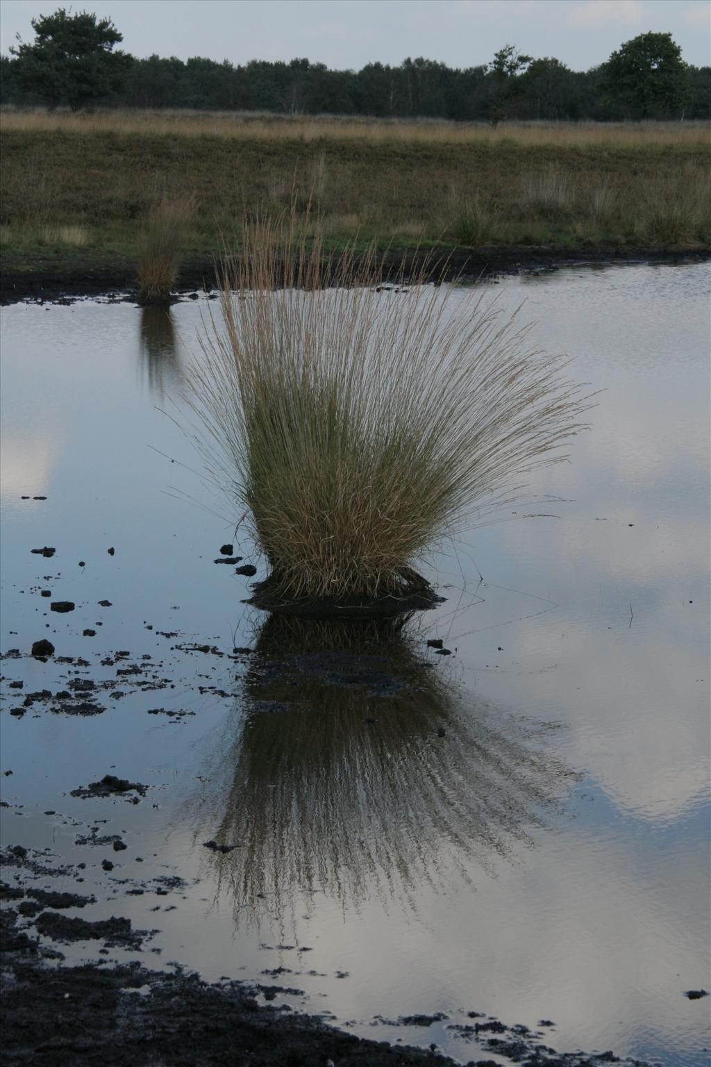 Molinia caerulea (door Willem Braam)