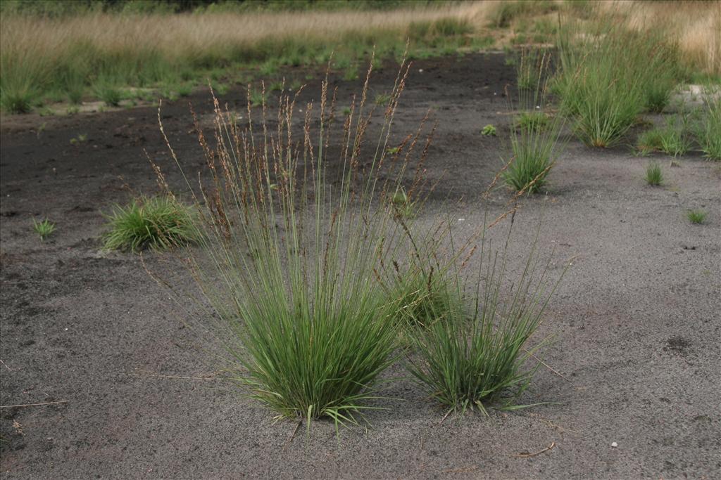 Molinia caerulea (door Willem Braam)