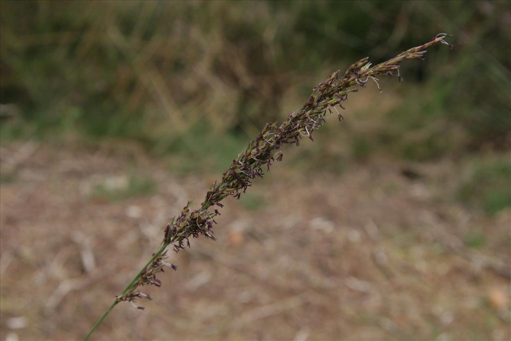 Molinia caerulea (door Willem Braam)