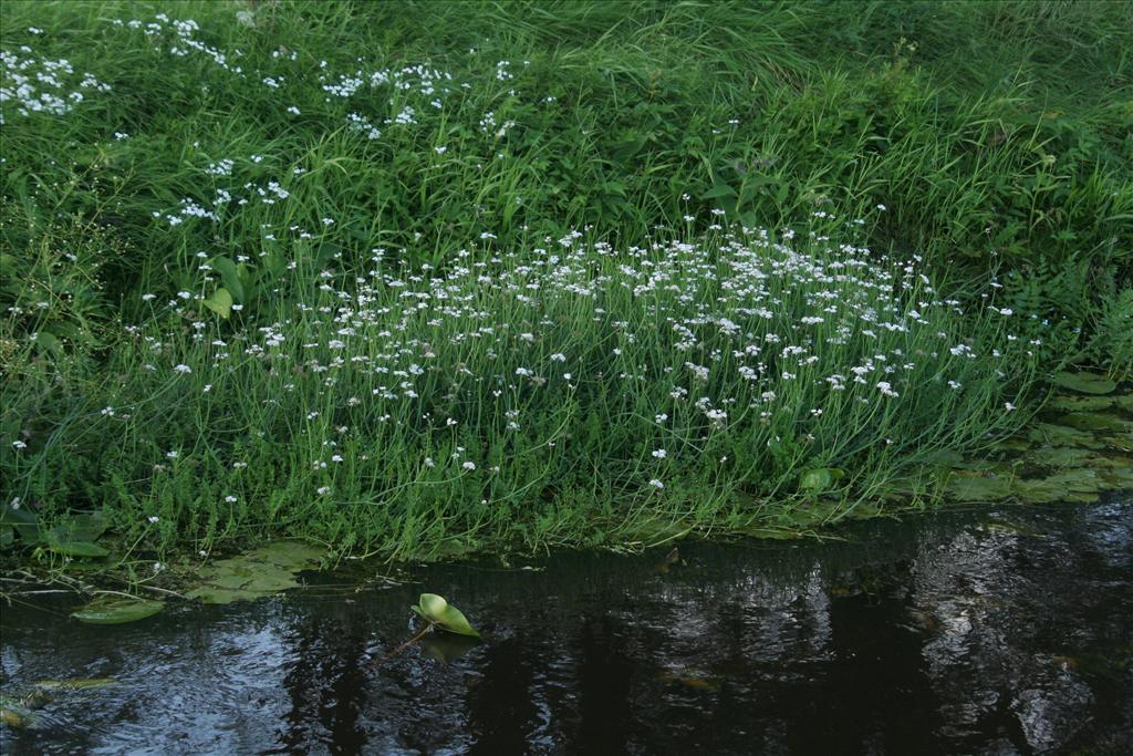 Oenanthe fistulosa (door Willem Braam)