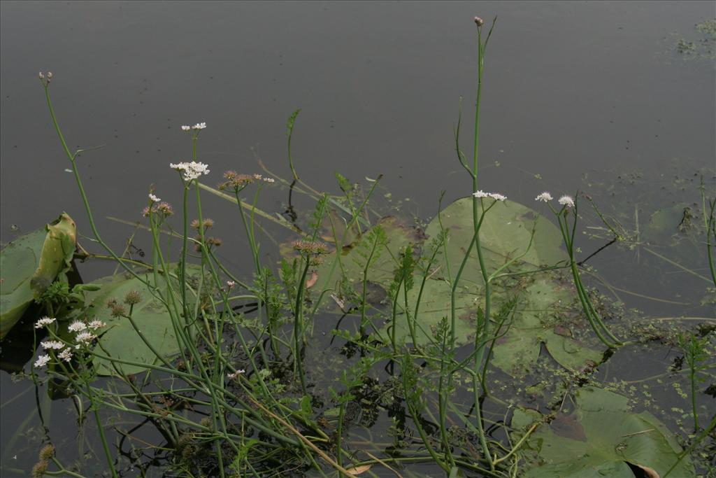 Oenanthe fistulosa (door Willem Braam)