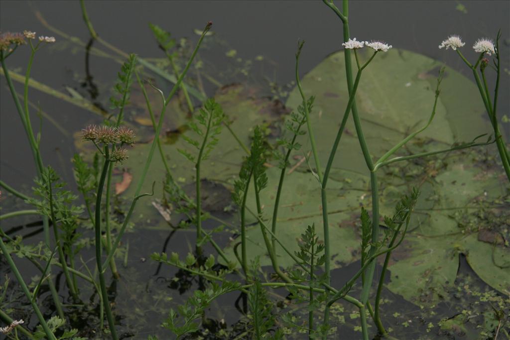 Oenanthe fistulosa (door Willem Braam)