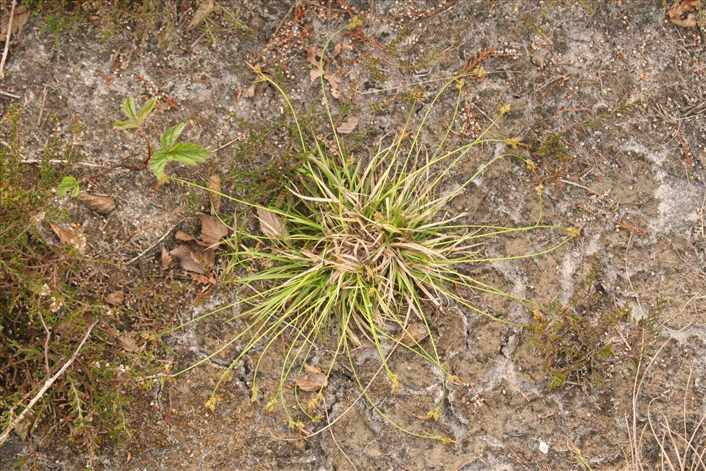 Carex pilulifera (door Willem Braam)