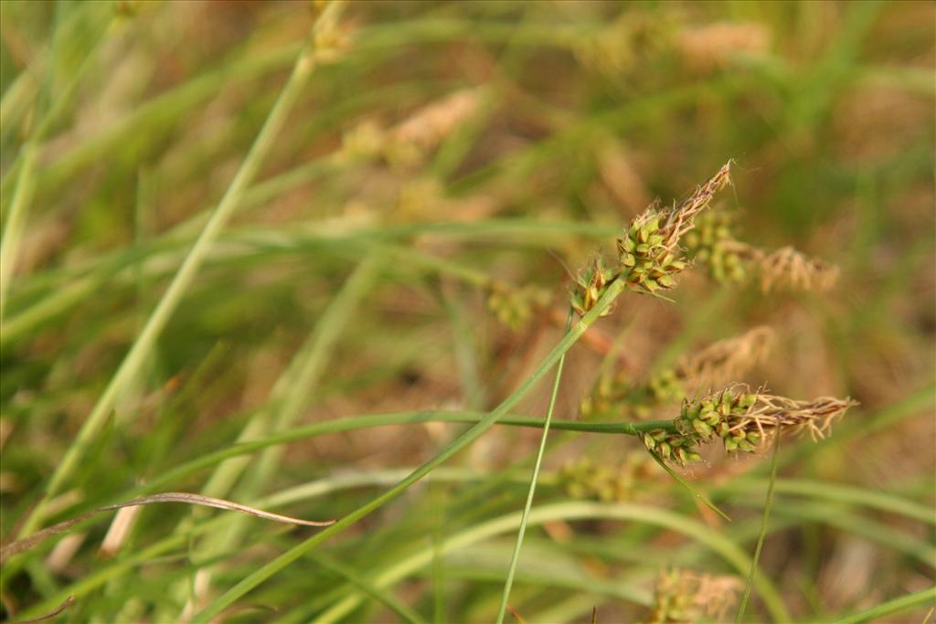 Carex pilulifera (door Willem Braam)