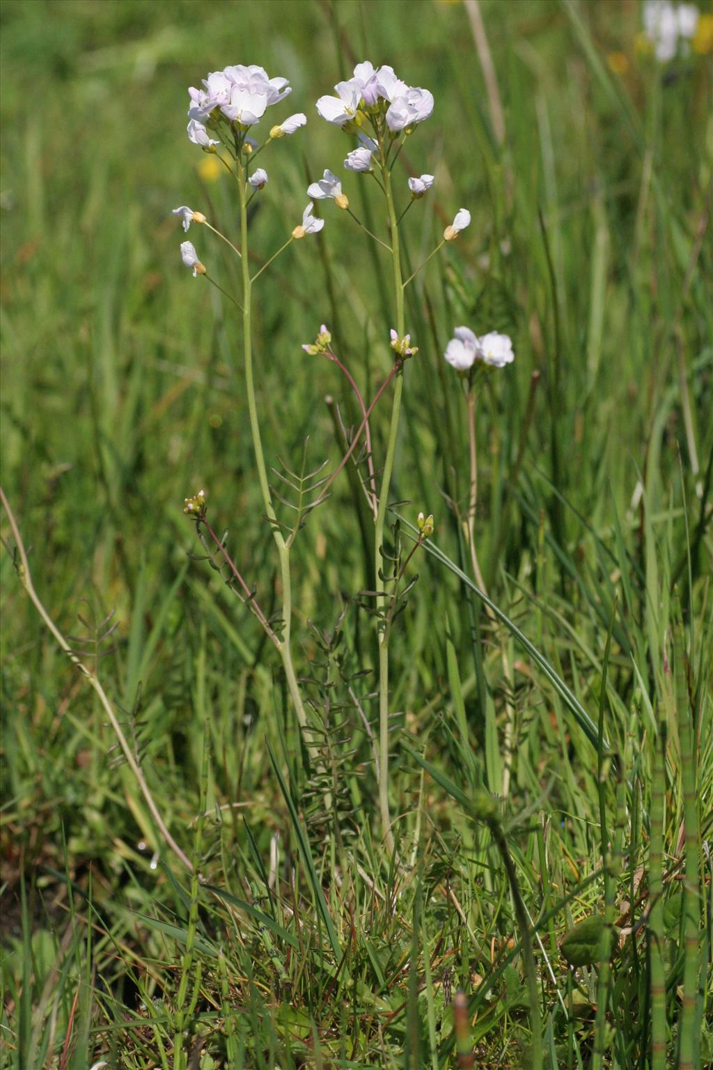 Cardamine pratensis (door Willem Braam)