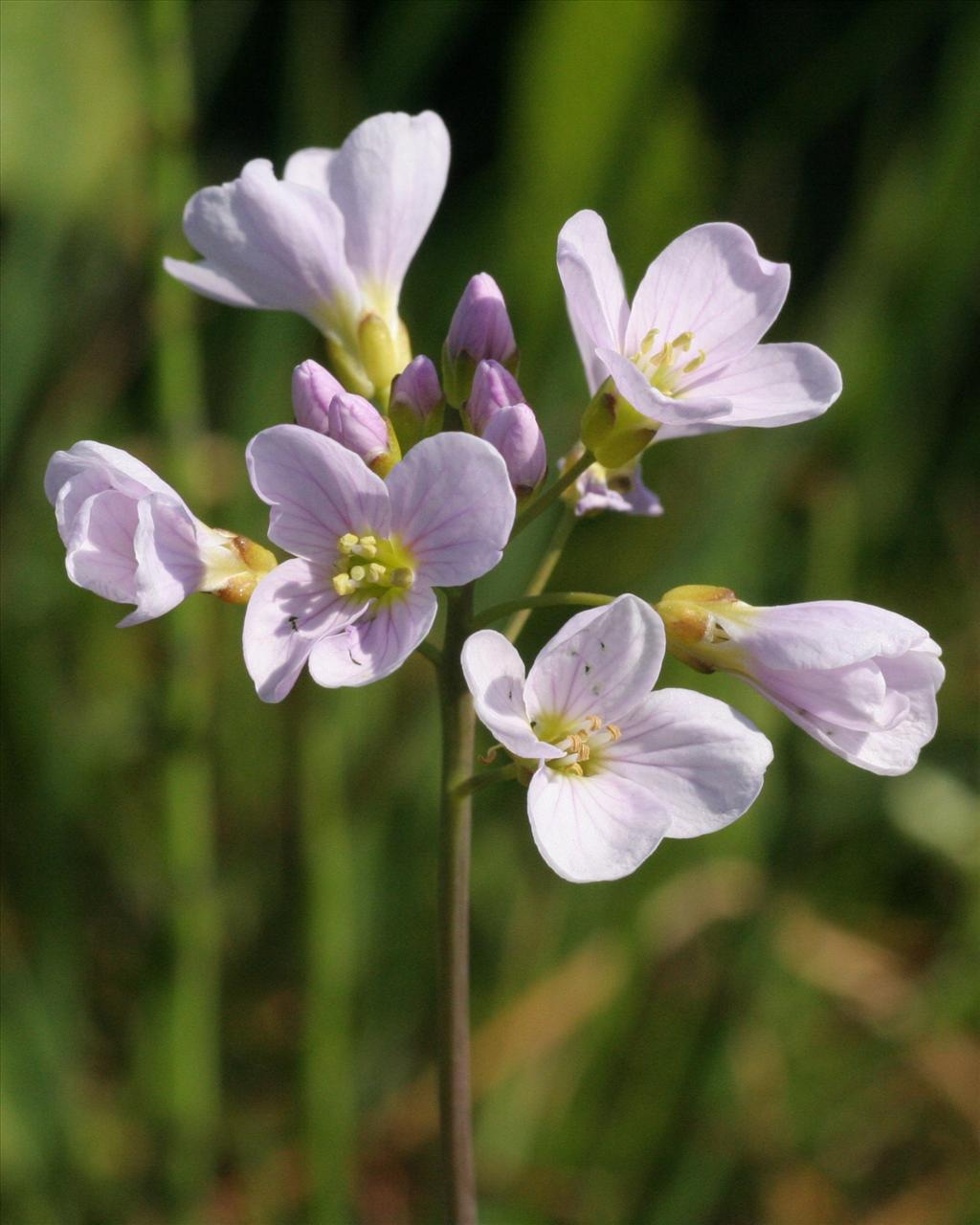 Cardamine pratensis (door Willem Braam)