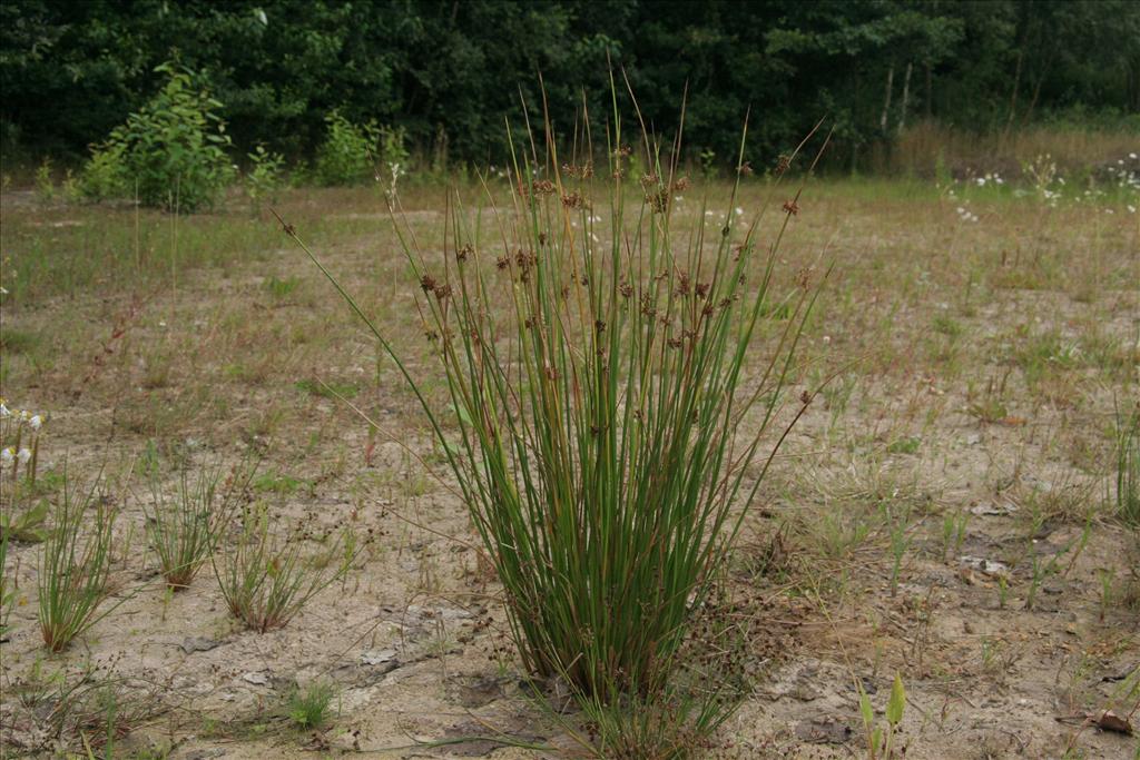 Juncus effusus (door Willem Braam)