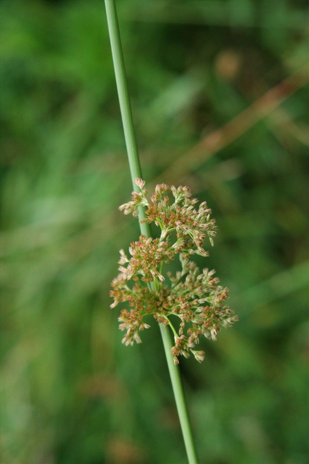 Juncus effusus (door Willem Braam)