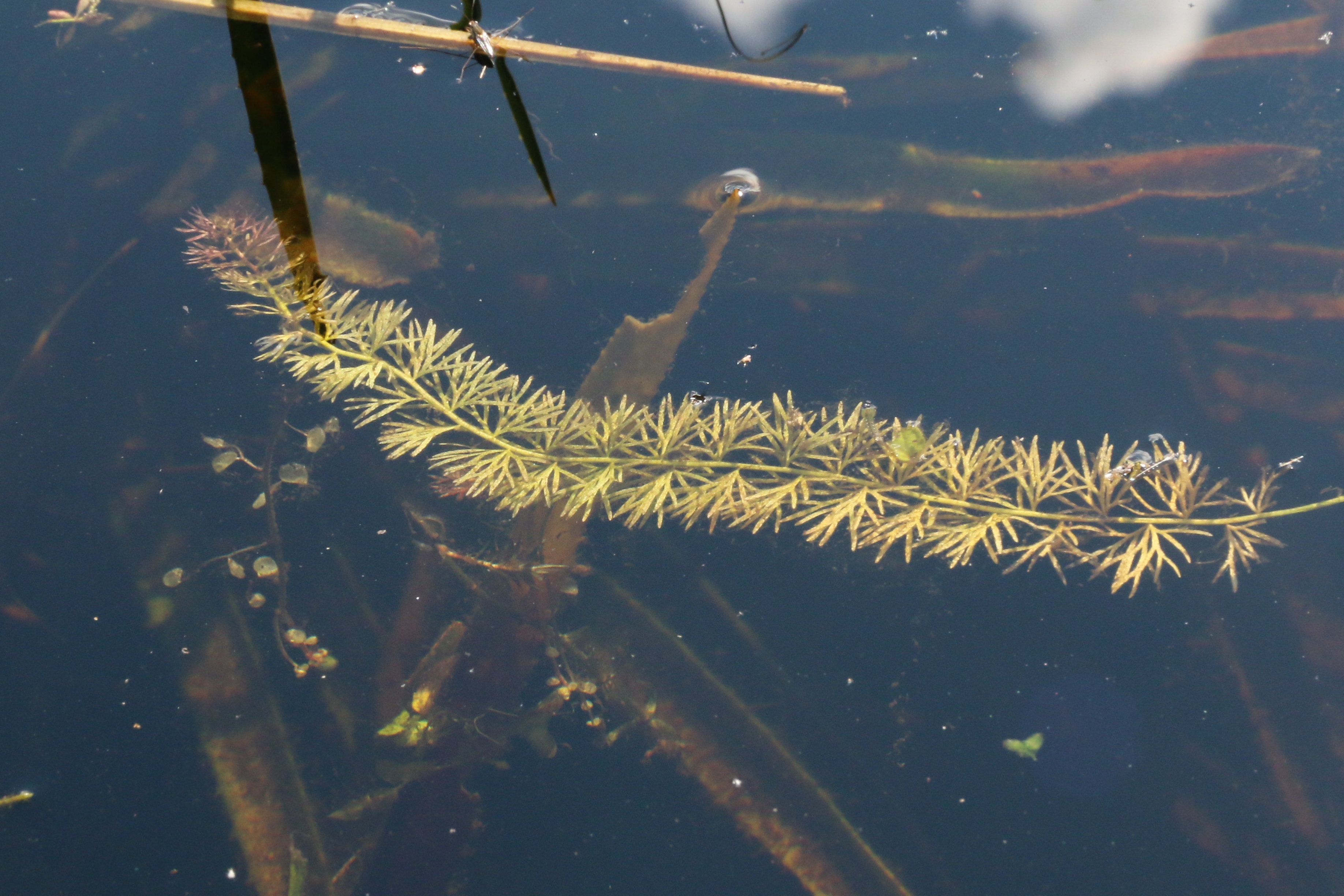 Utricularia intermedia (door Willem Braam)