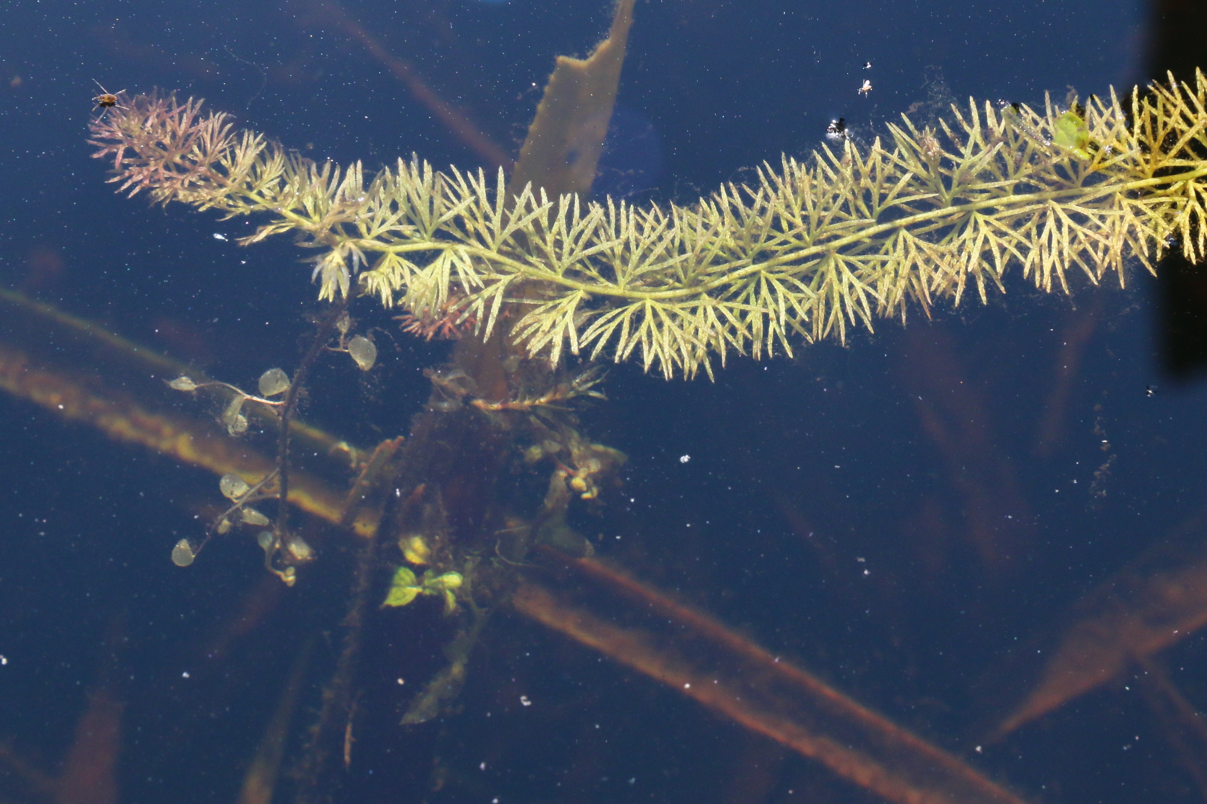 Utricularia intermedia (door Willem Braam)