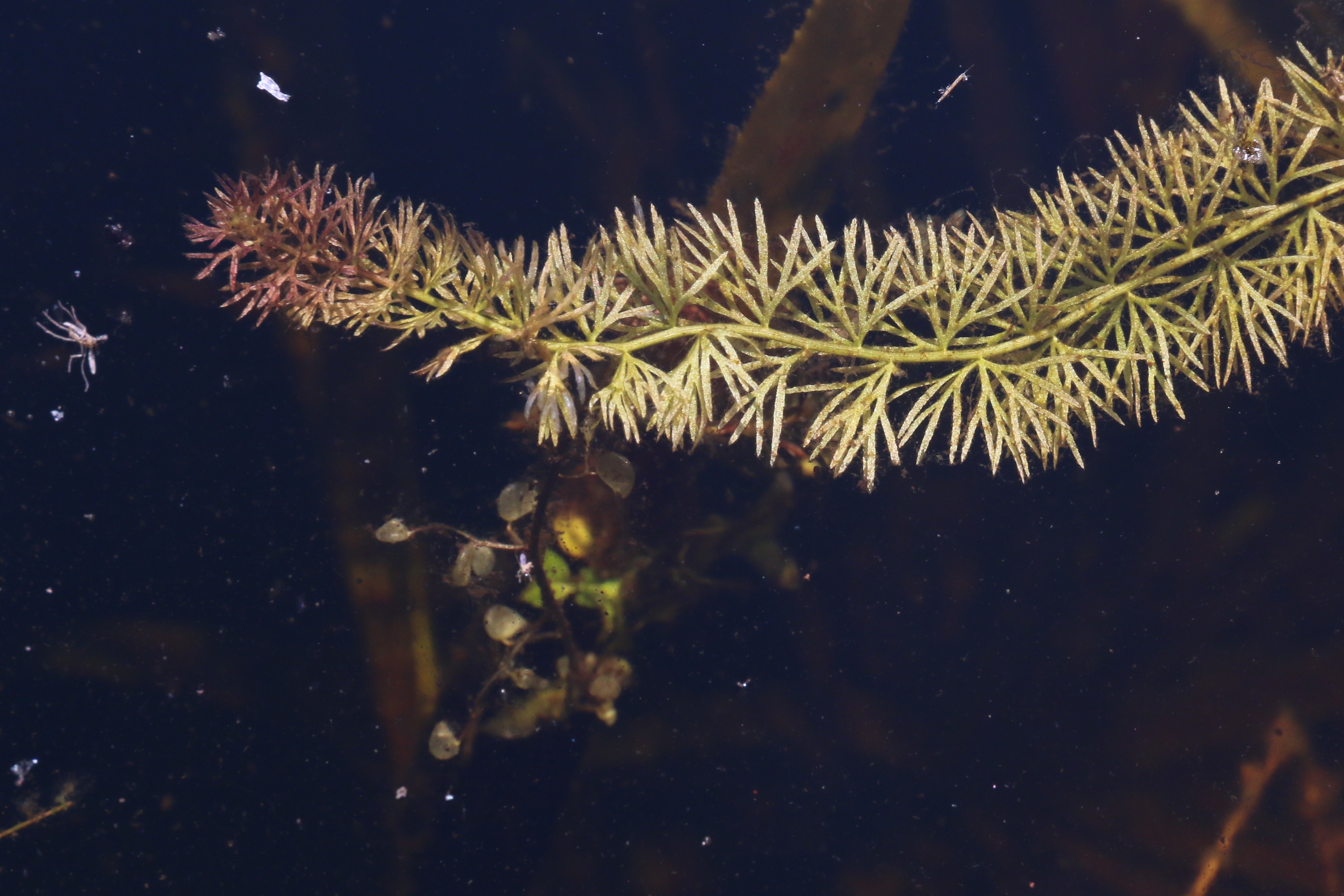 Utricularia intermedia (door Willem Braam)