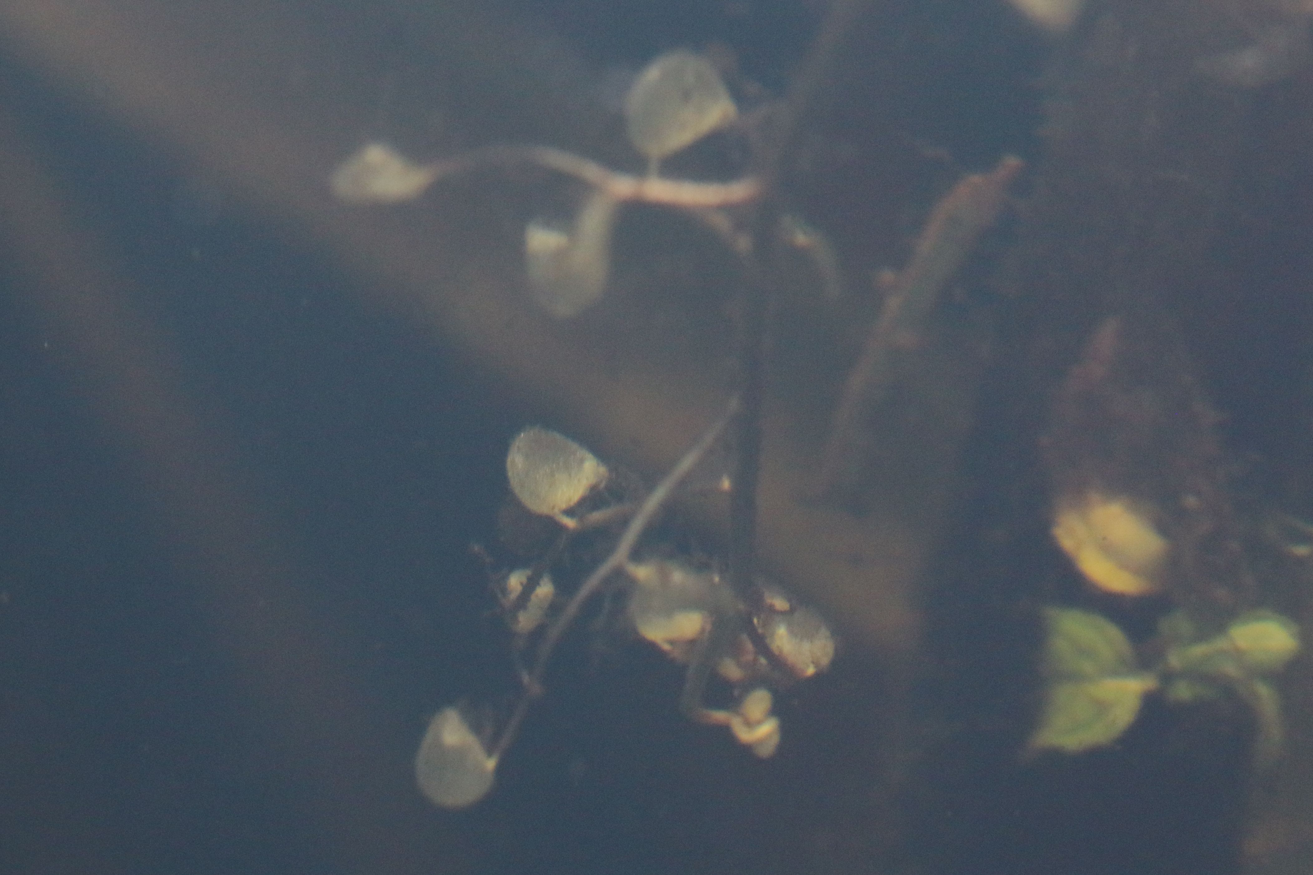 Utricularia intermedia (door Willem Braam)