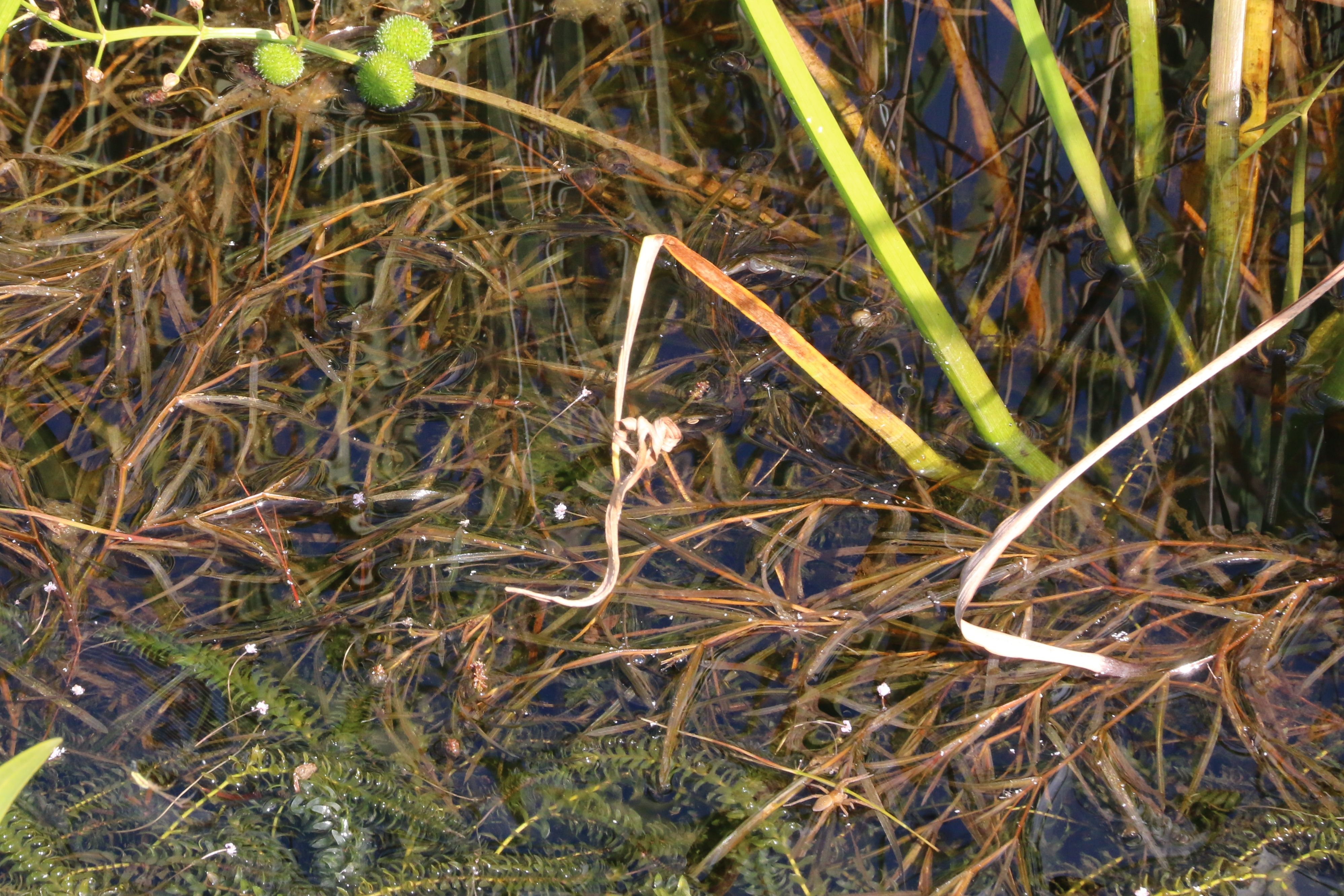 Potamogeton compressus (door Willem Braam)