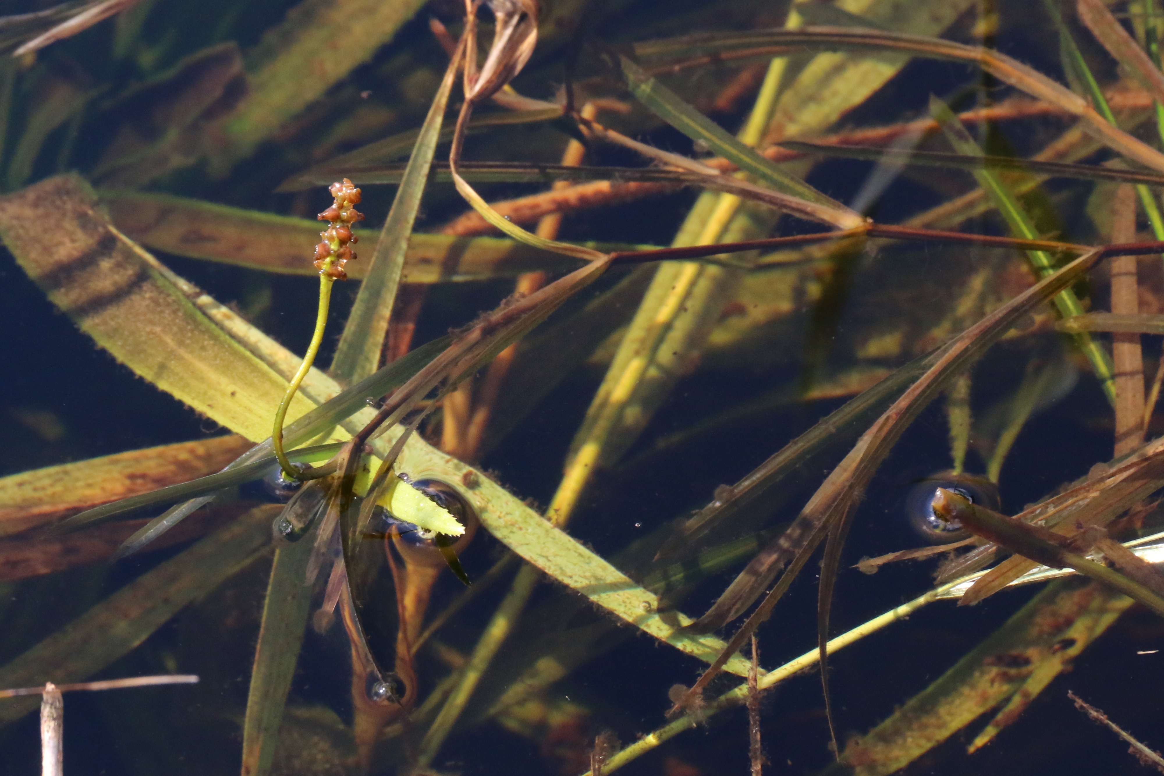 Potamogeton compressus (door Willem Braam)