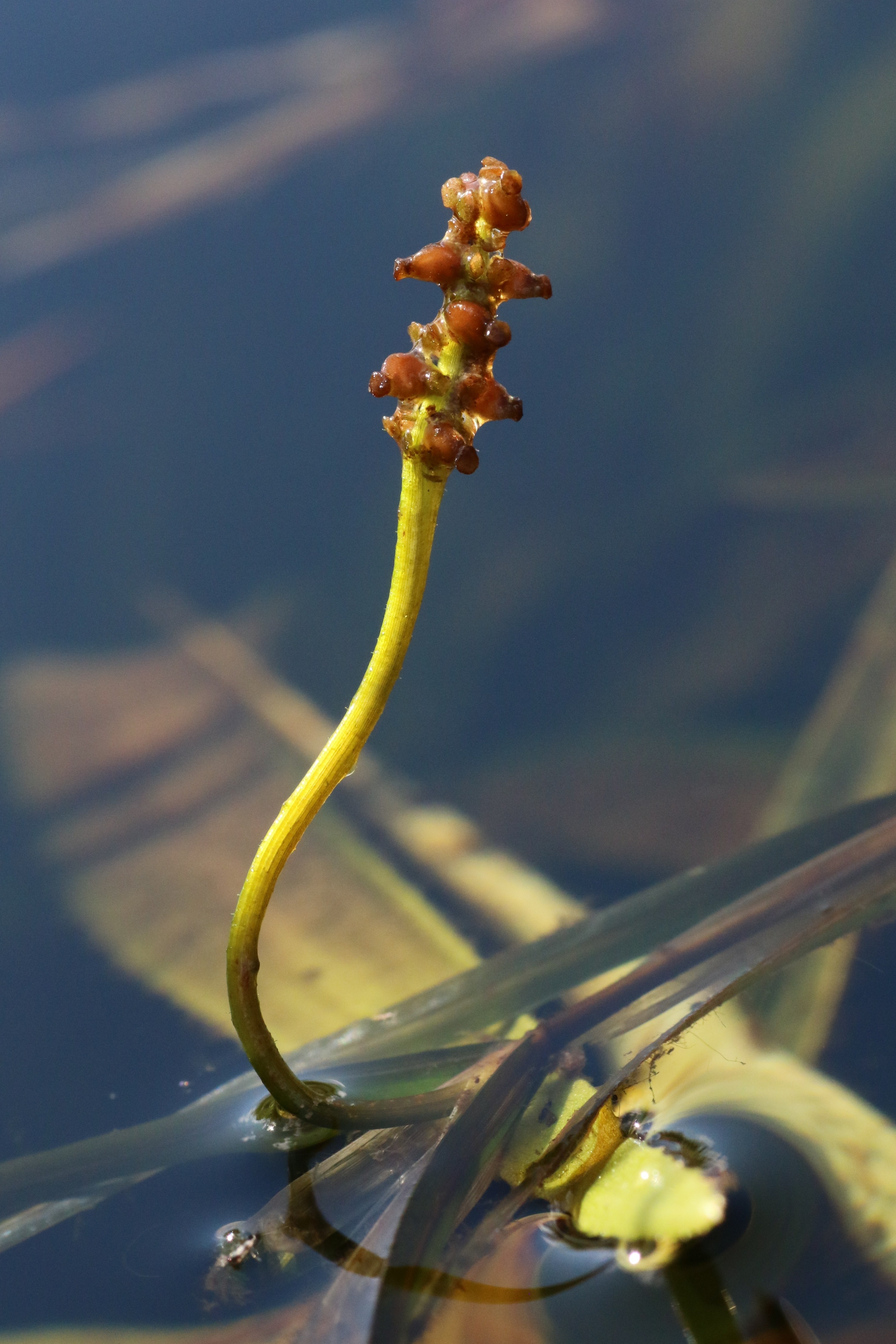 Potamogeton compressus (door Willem Braam)