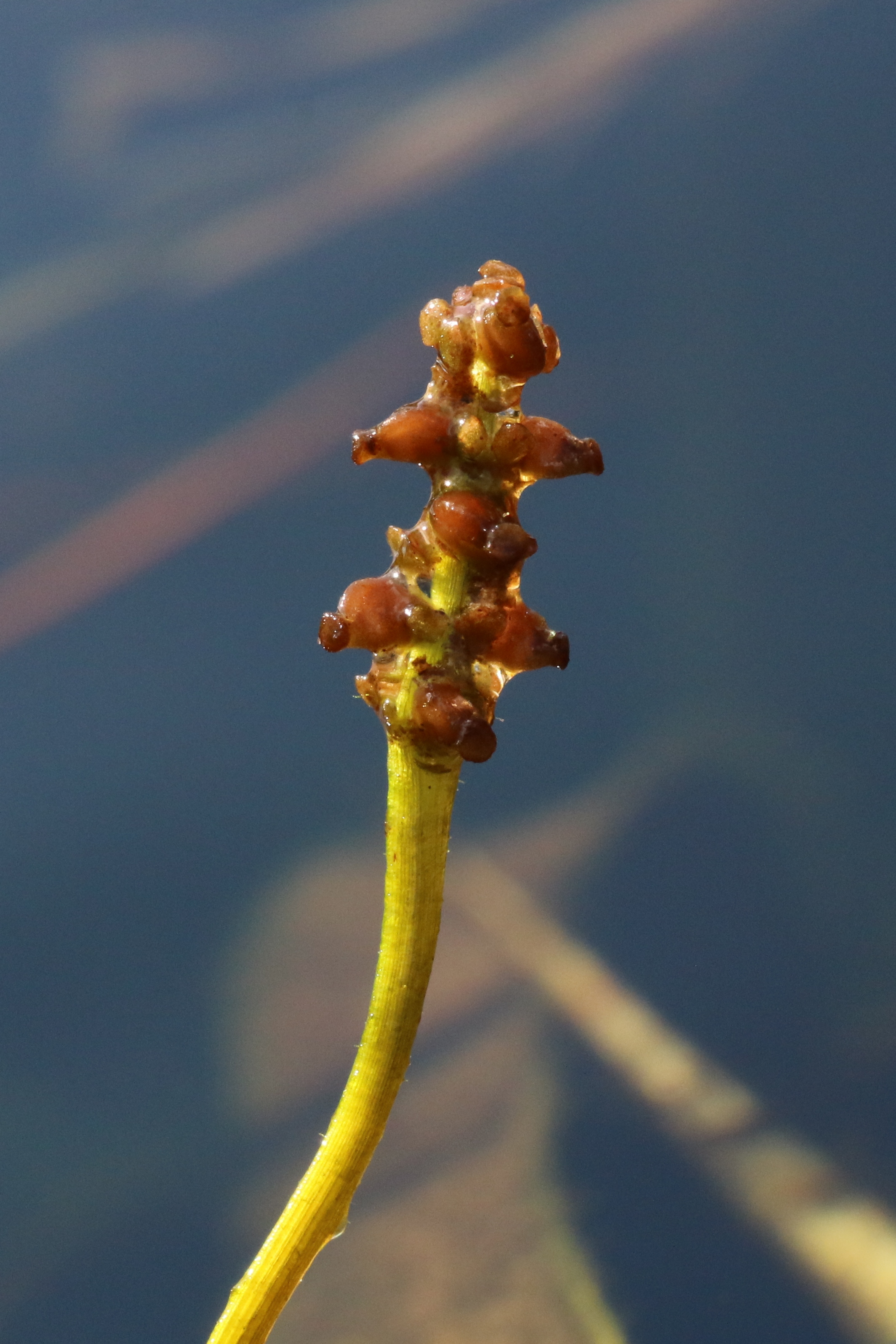 Potamogeton compressus (door Willem Braam)