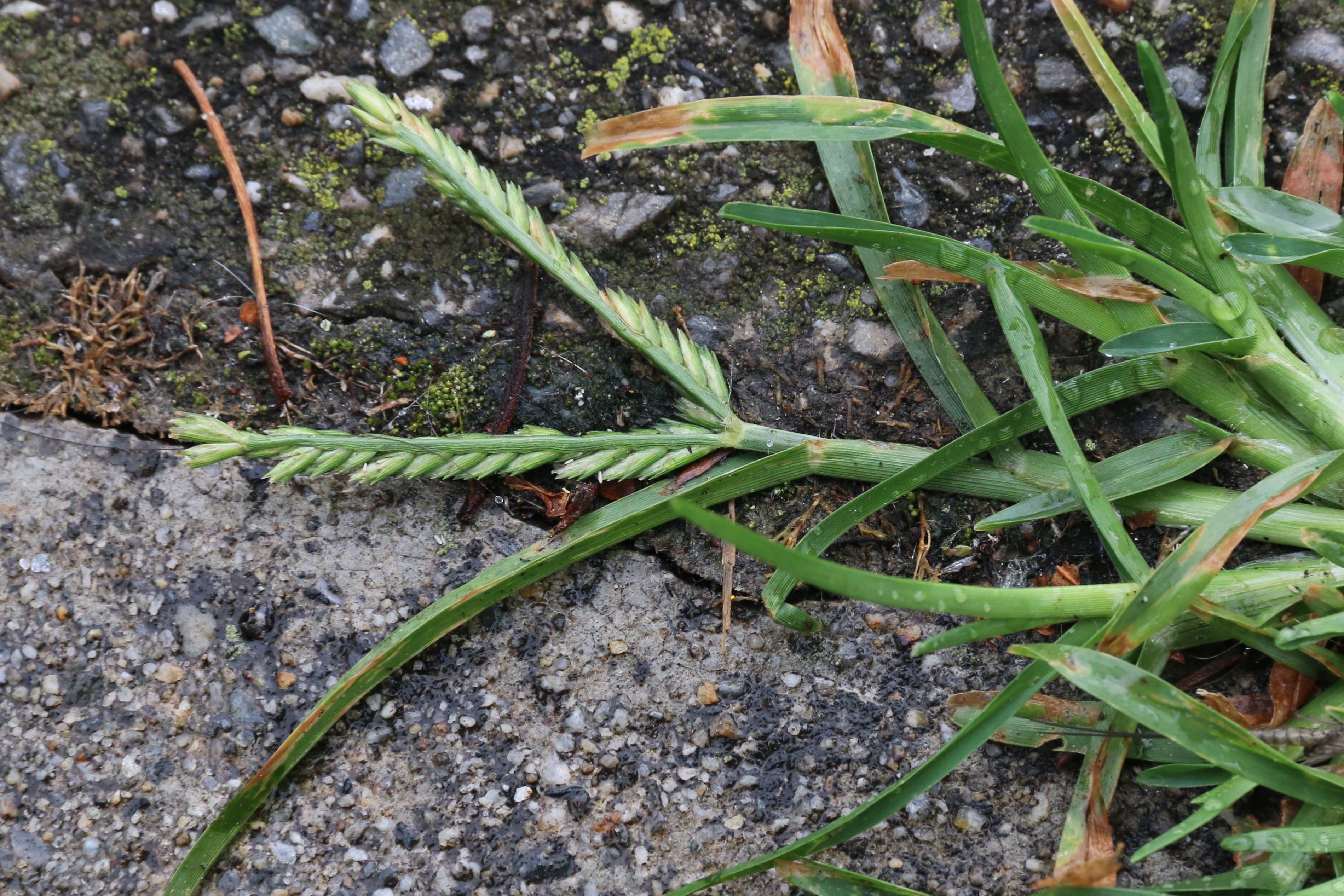 Eleusine indica (door Willem Braam)