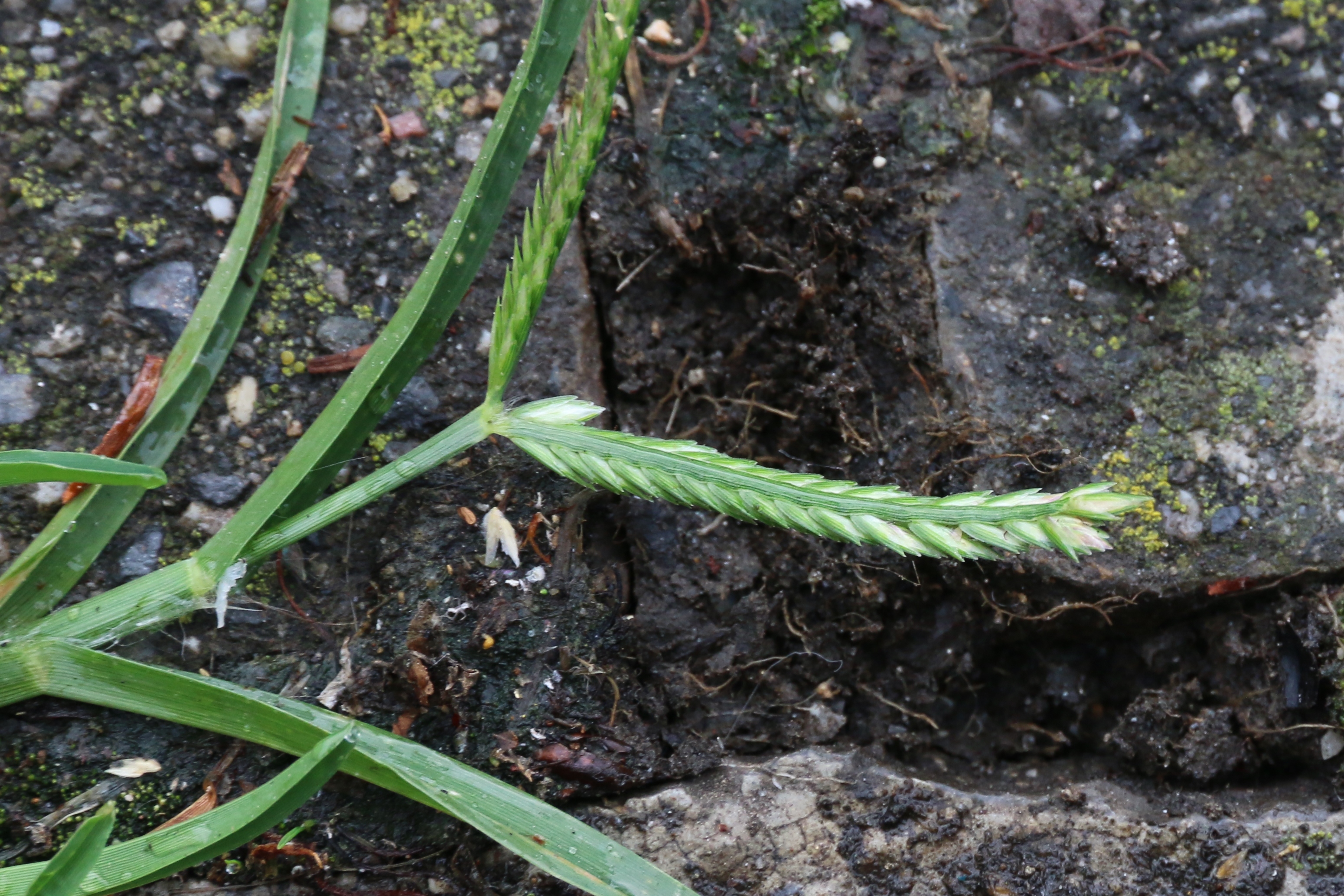 Eleusine indica (door Willem Braam)