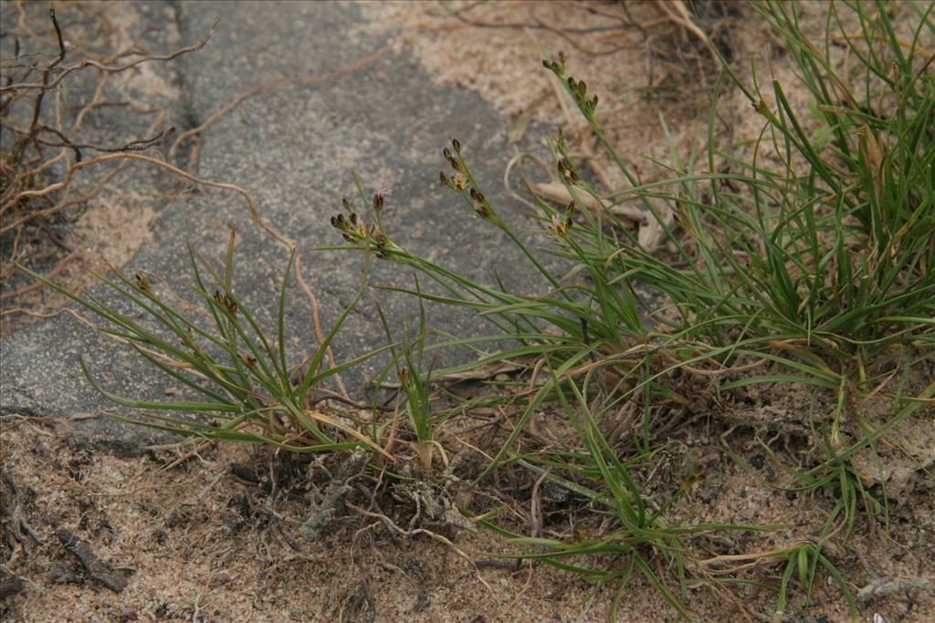 Juncus compressus (door Willem Braam)