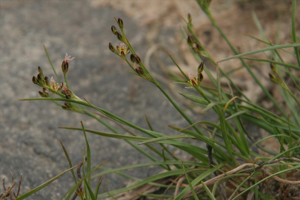 Juncus compressus (door Willem Braam)