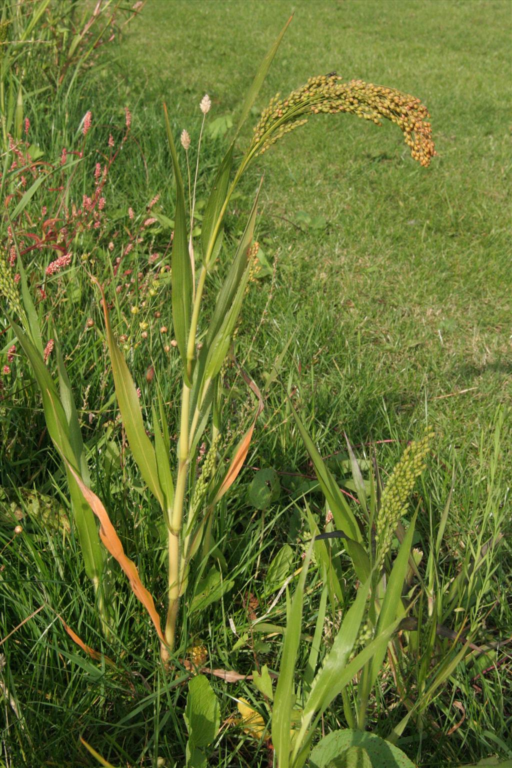 Panicum miliaceum (door Willem Braam)