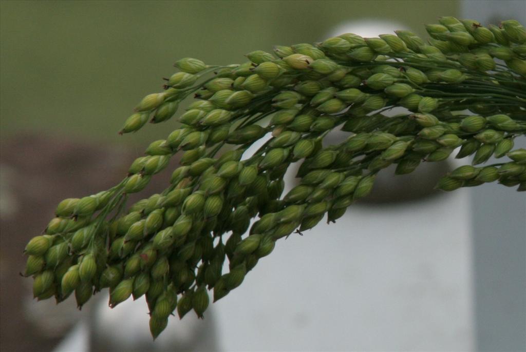 Panicum miliaceum (door Willem Braam)