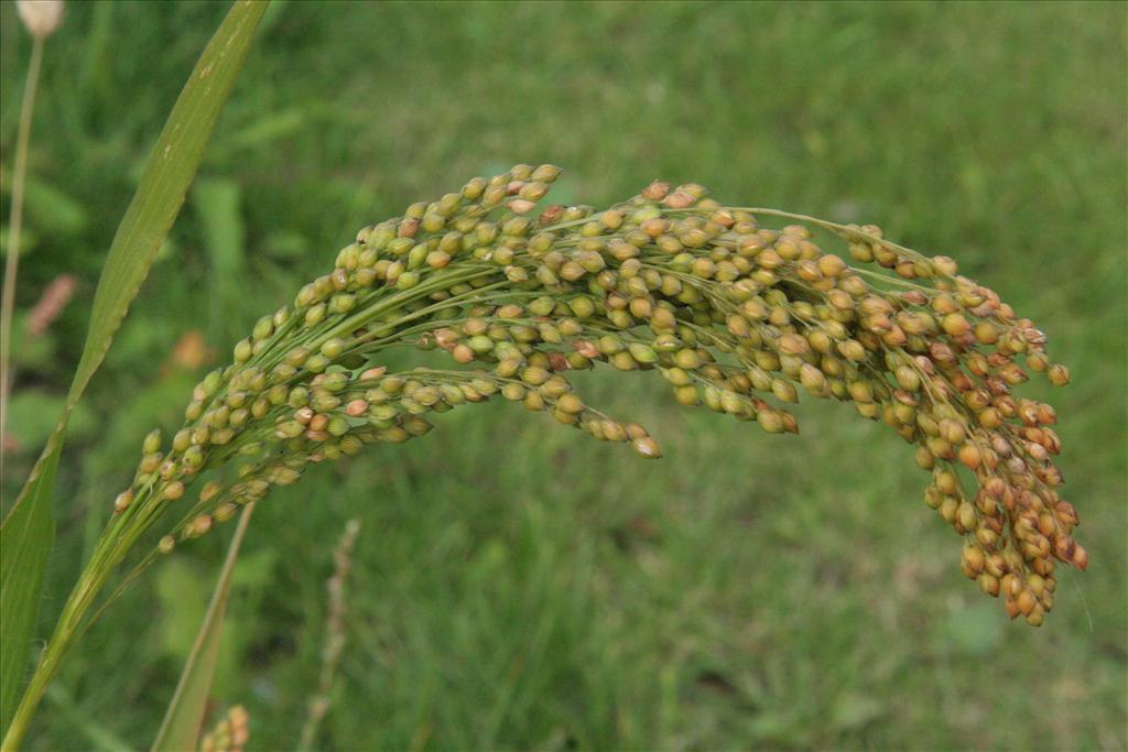 Panicum miliaceum (door Willem Braam)