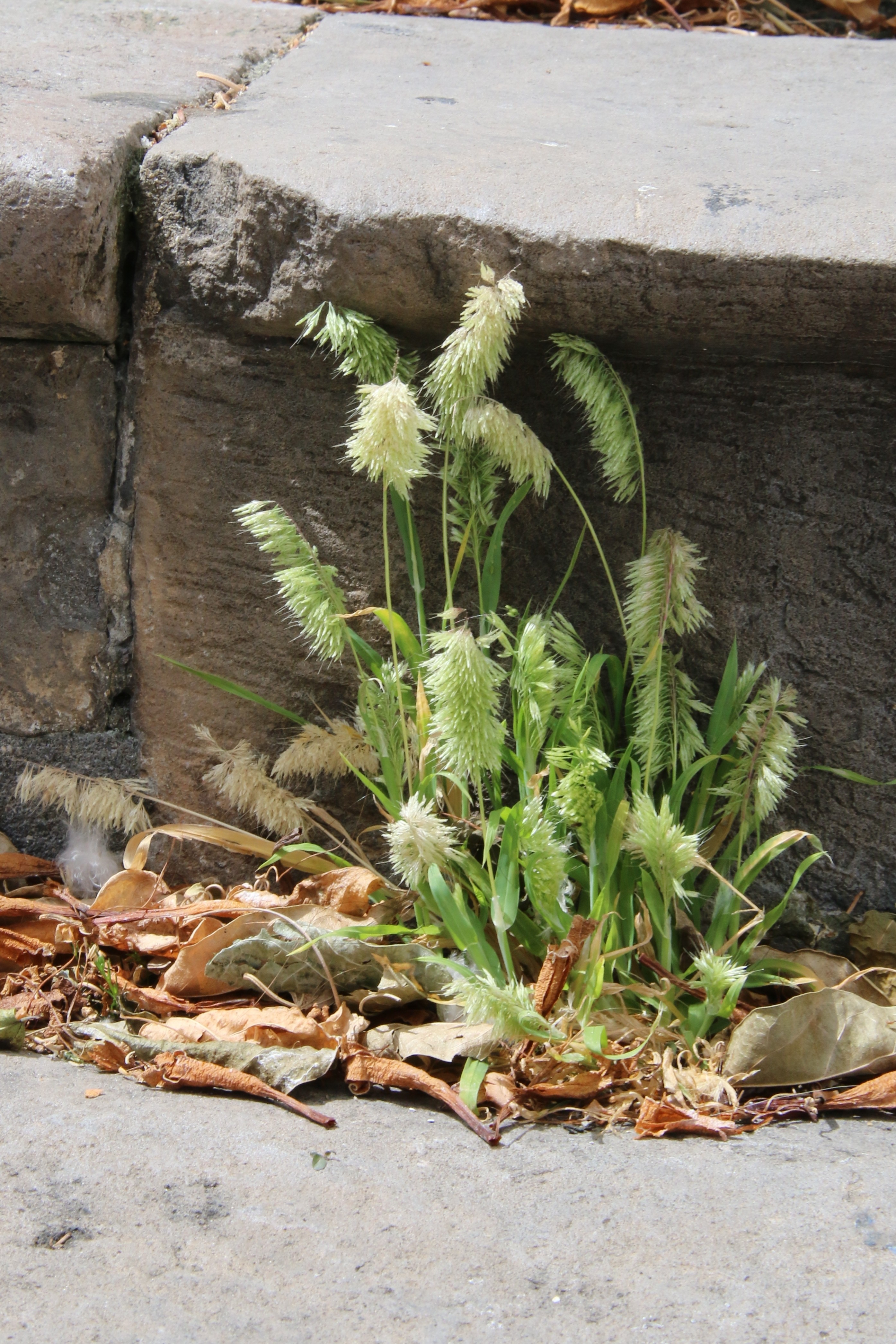 Lamarckia aurea (door Willem Braam)