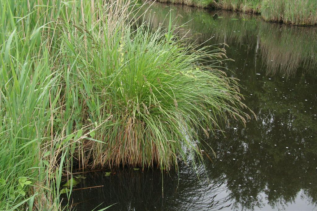 Carex paniculata subsp. paniculata (door Willem Braam)