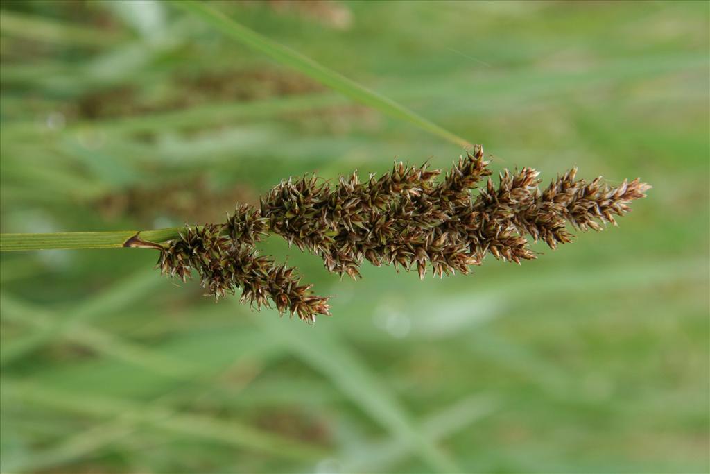 Carex paniculata subsp. paniculata (door Willem Braam)