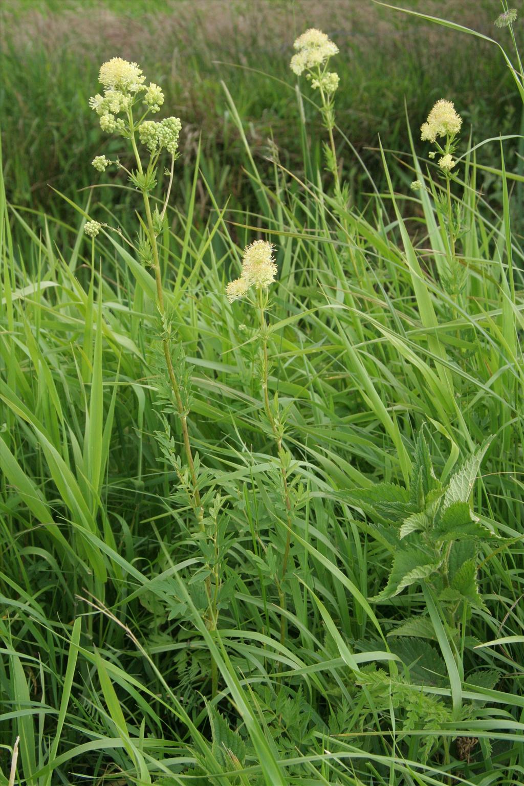 Thalictrum flavum (door Willem Braam)