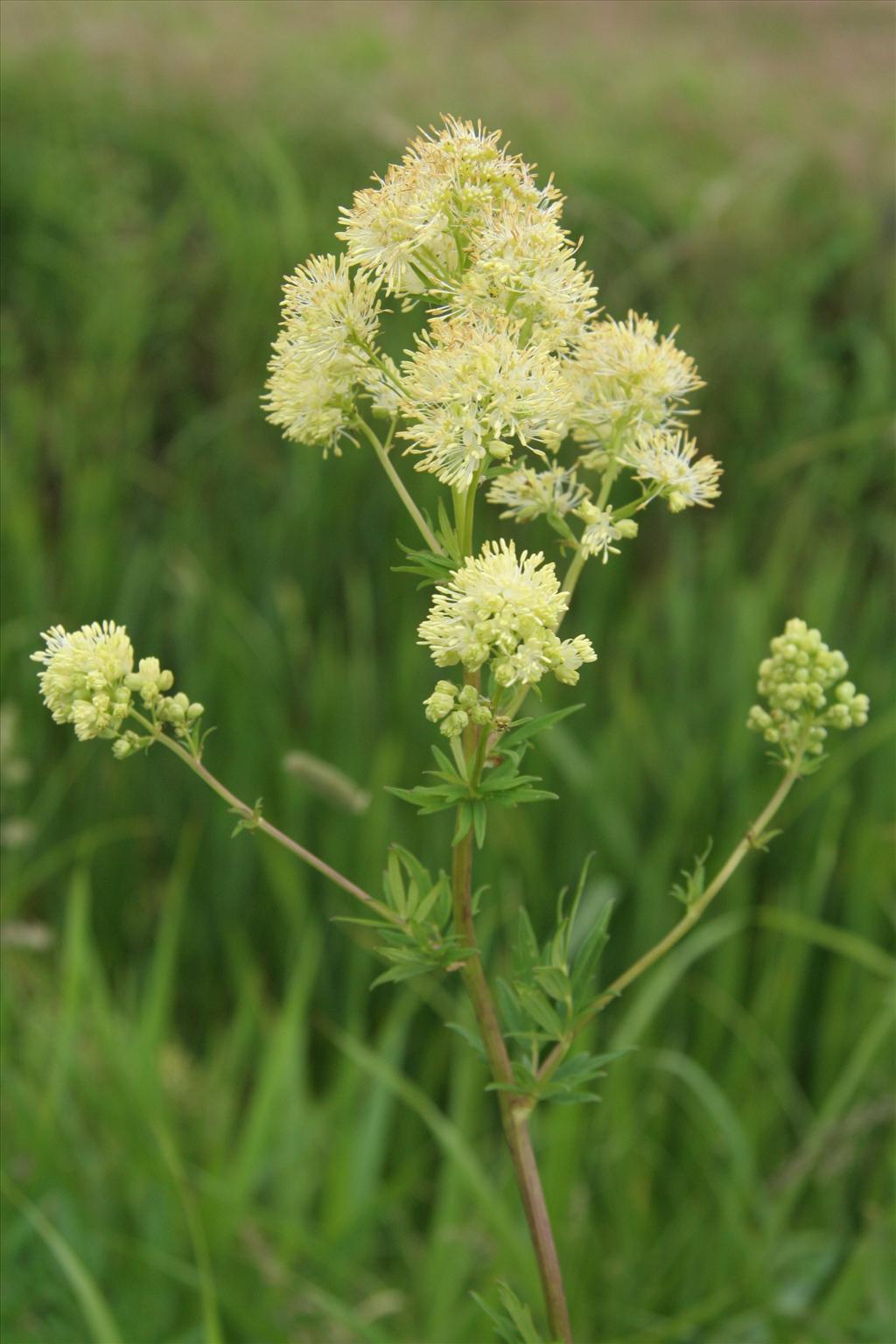 Thalictrum flavum (door Willem Braam)