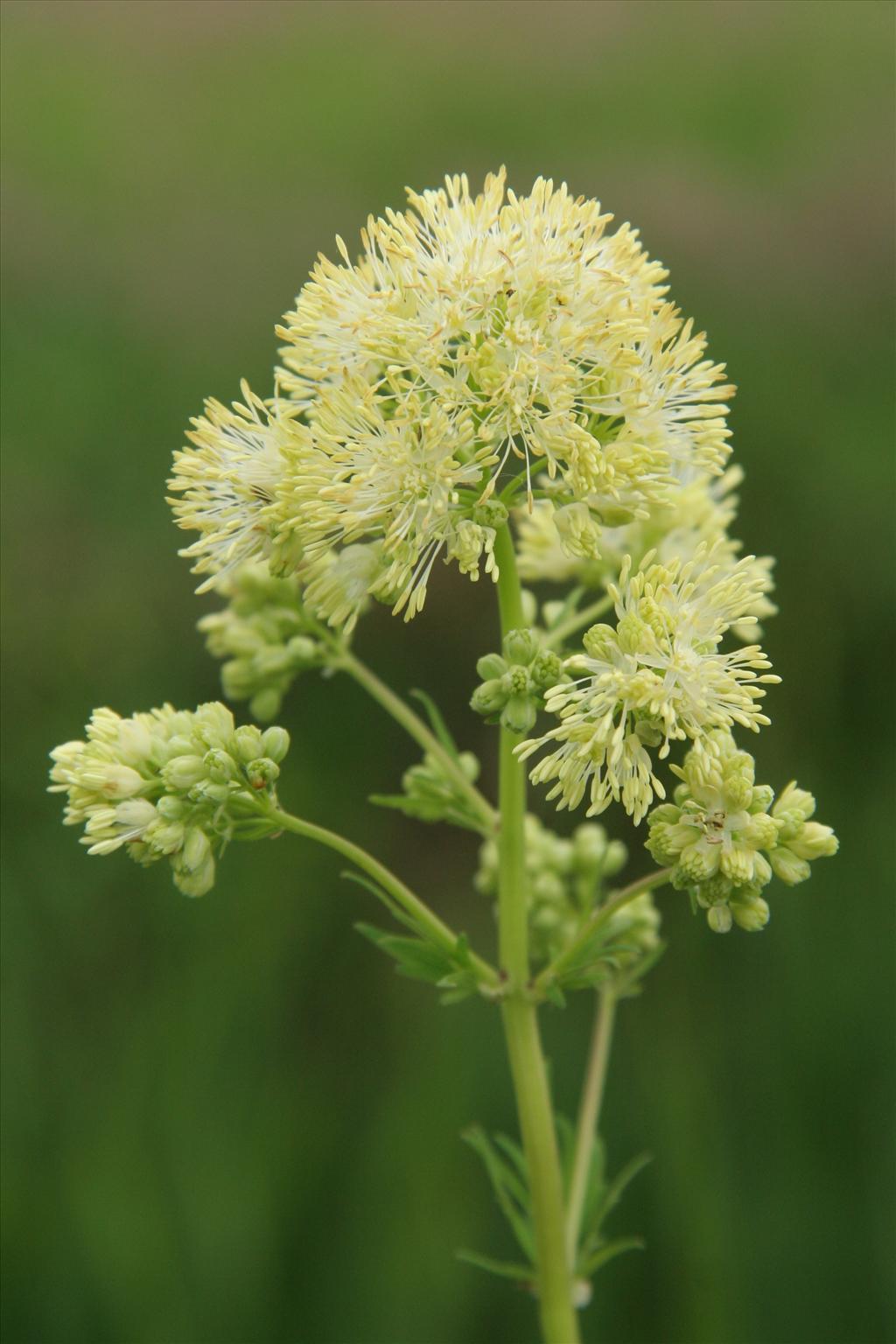 Thalictrum flavum (door Willem Braam)