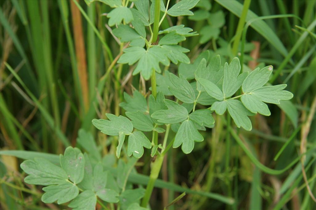 Thalictrum flavum (door Willem Braam)