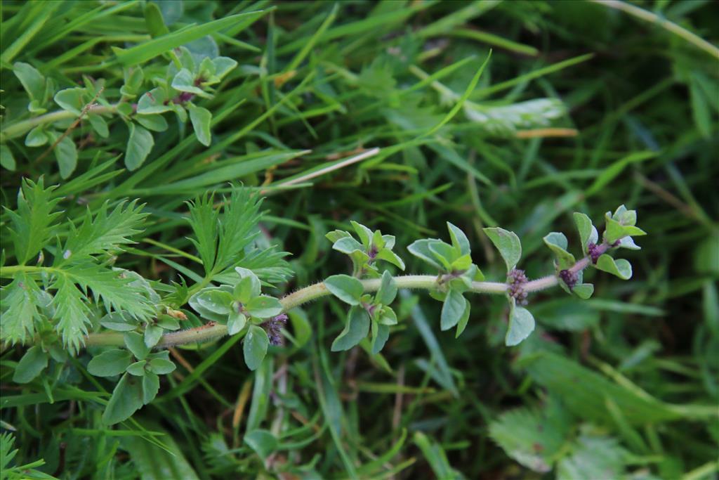 Mentha pulegium (door Willem Braam)