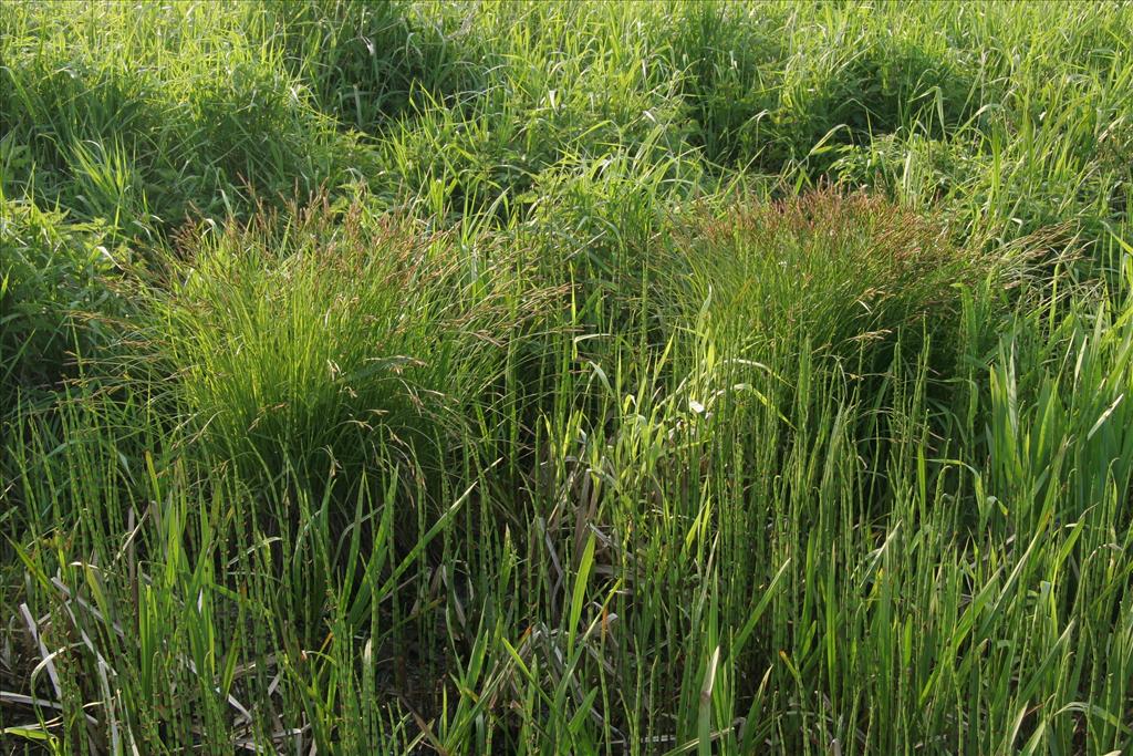 Carex cespitosa (door Willem Braam)