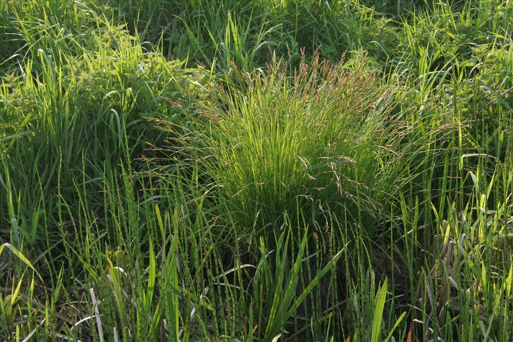 Carex cespitosa (door Willem Braam)