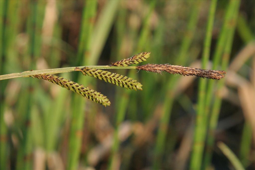 Carex cespitosa (door Willem Braam)