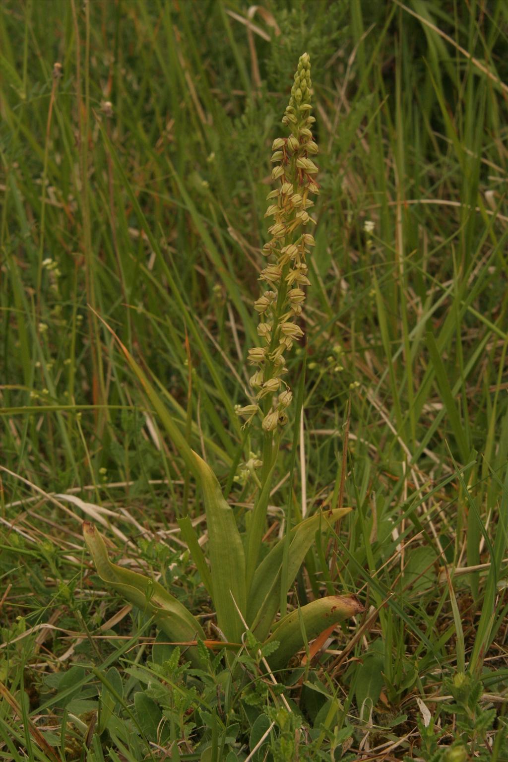 Orchis anthropophora (door Willem Braam)