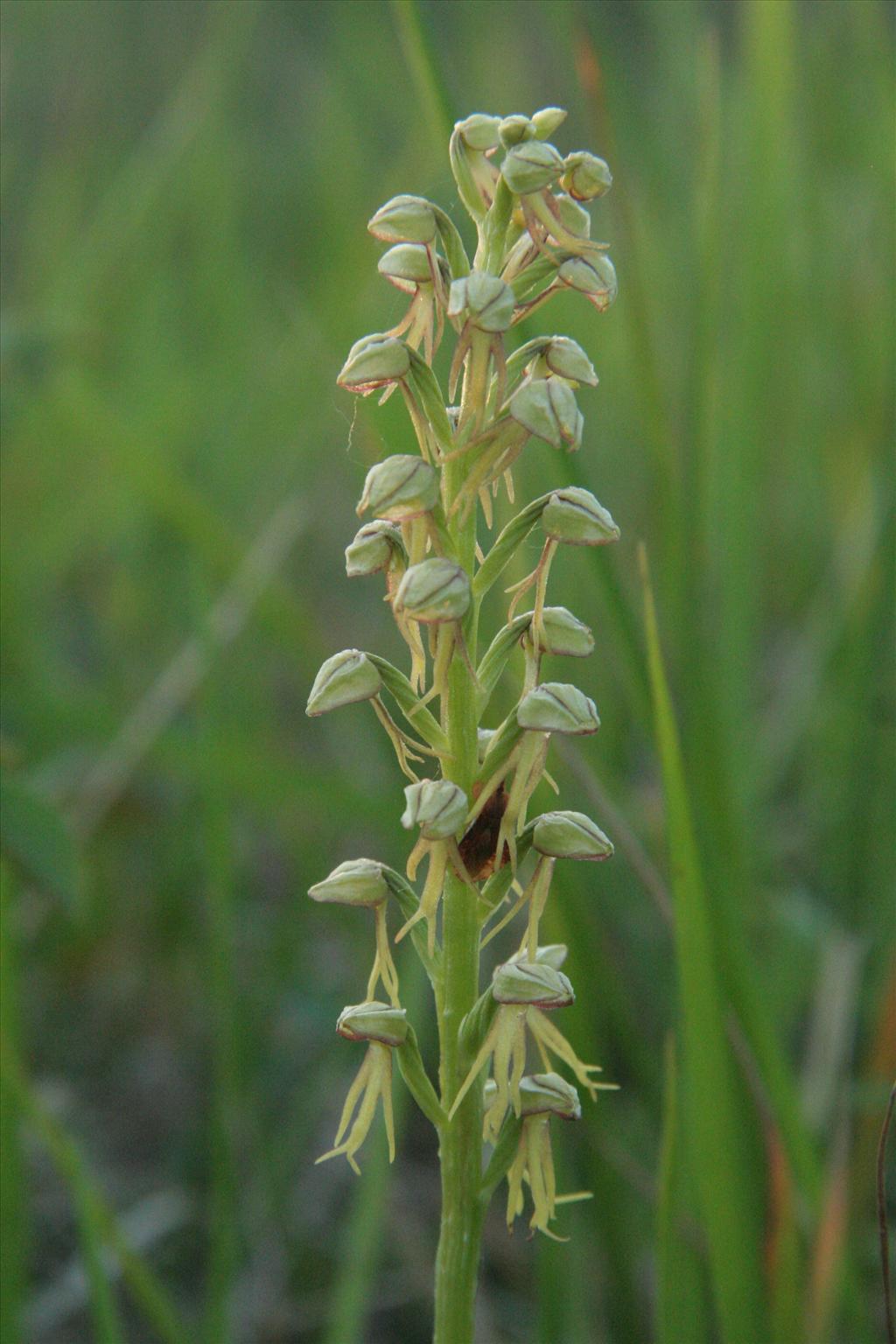 Orchis anthropophora (door Willem Braam)