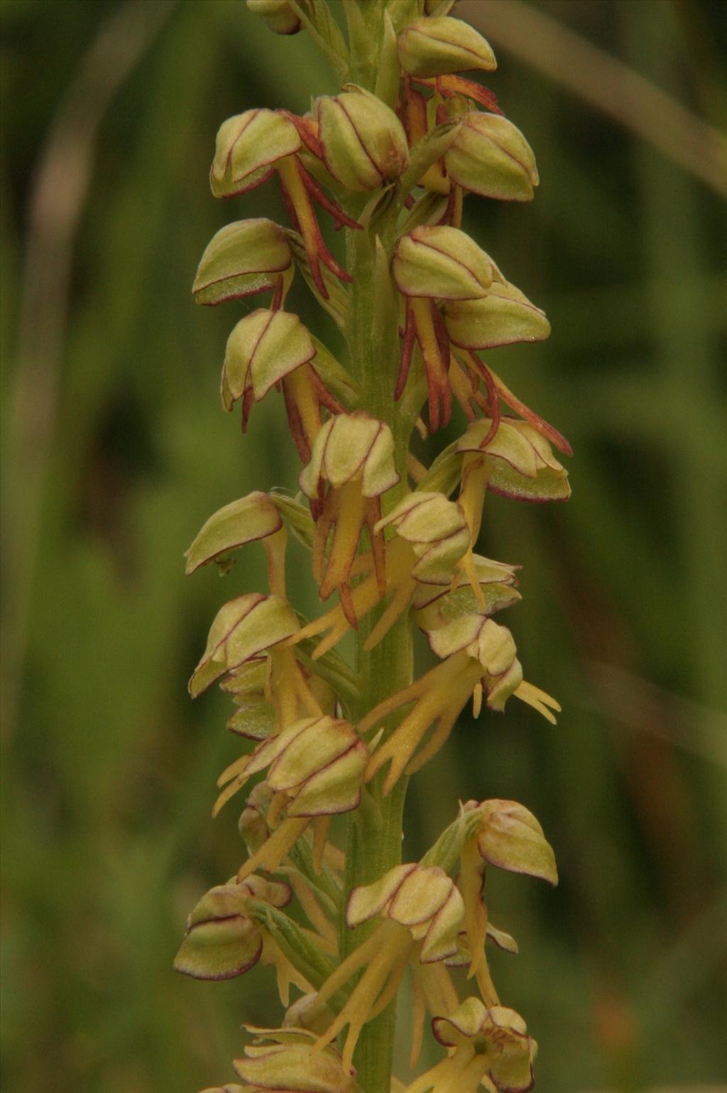 Orchis anthropophora (door Willem Braam)