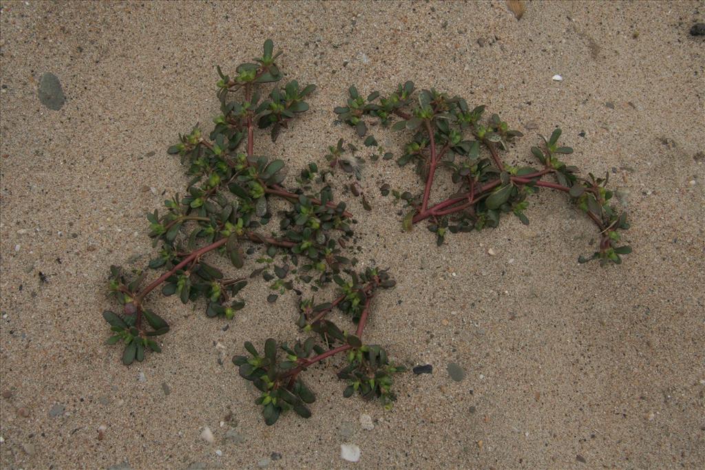 Portulaca oleracea (door Willem Braam)