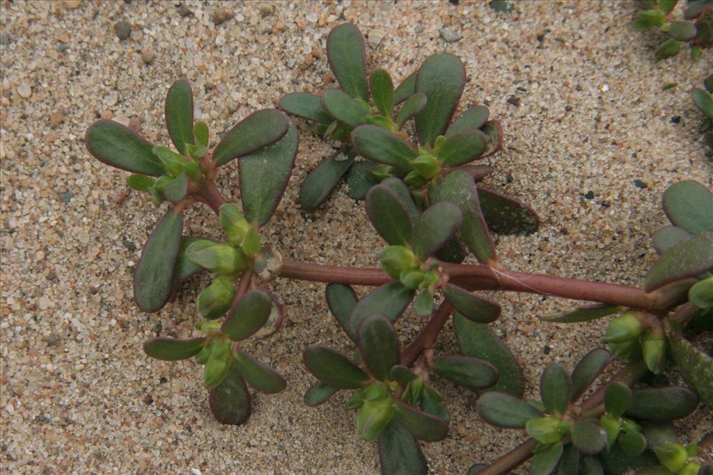 Portulaca oleracea (door Willem Braam)