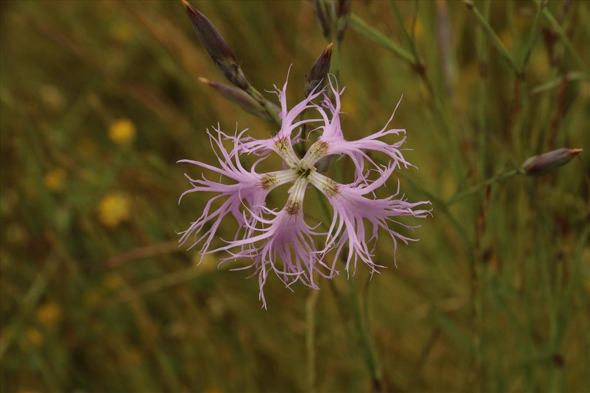 Dianthus superbus (door Willem Braam)