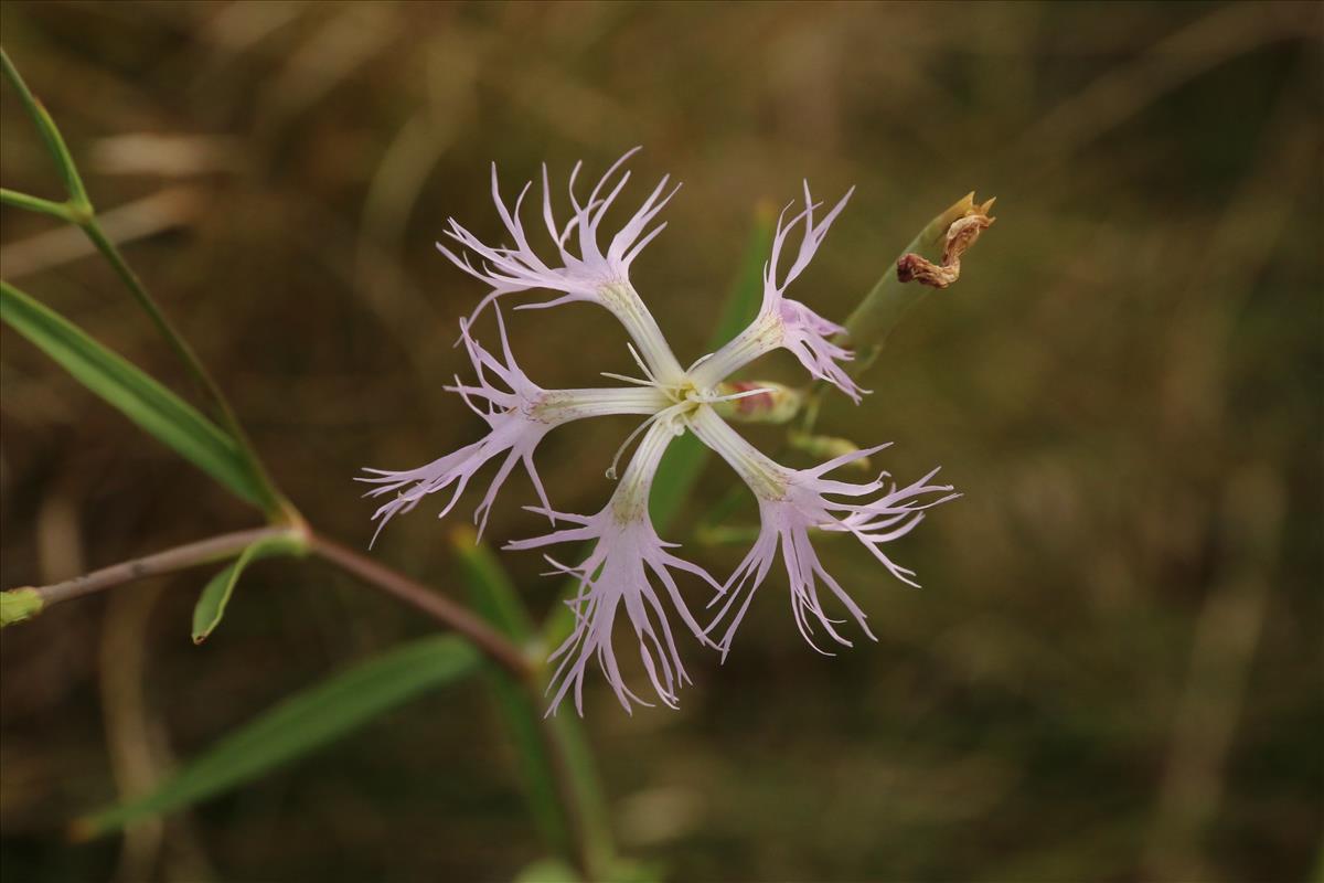 Dianthus superbus (door Willem Braam)