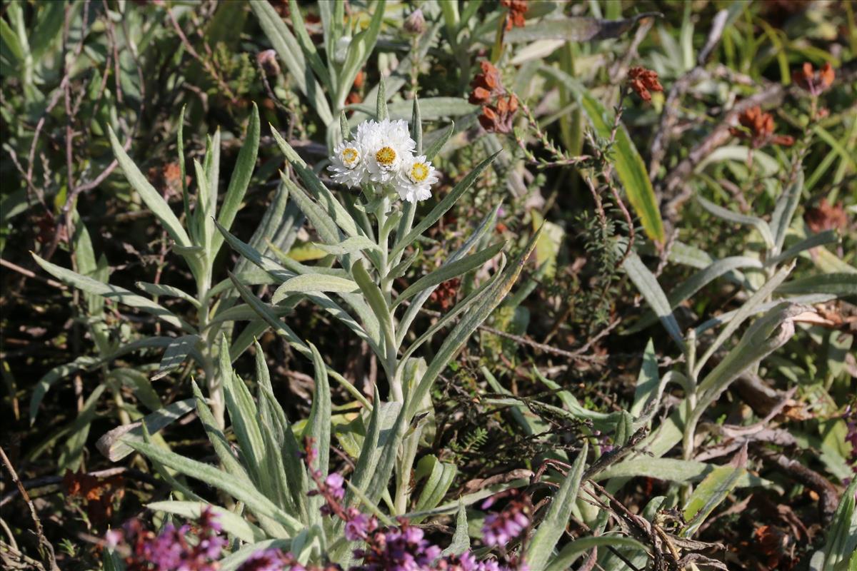 Anaphalis margaritacea (door Willem Braam)