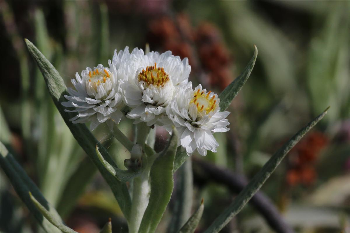 Anaphalis margaritacea (door Willem Braam)