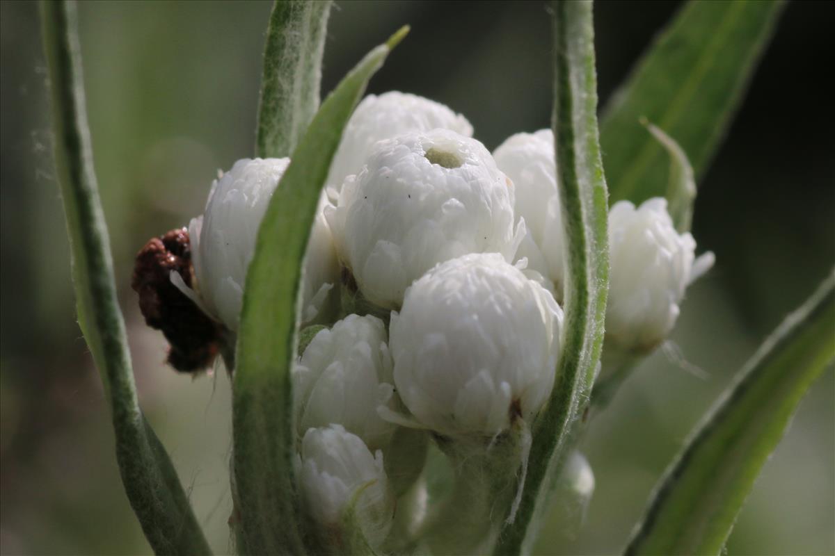 Anaphalis margaritacea (door Willem Braam)