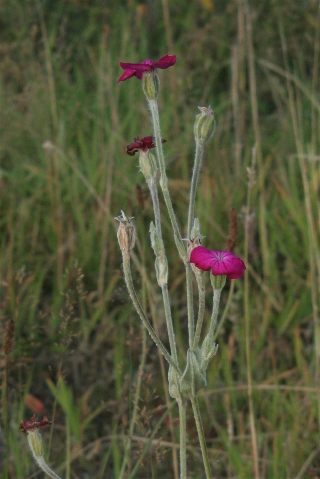 Silene coronaria (door Willem Braam)